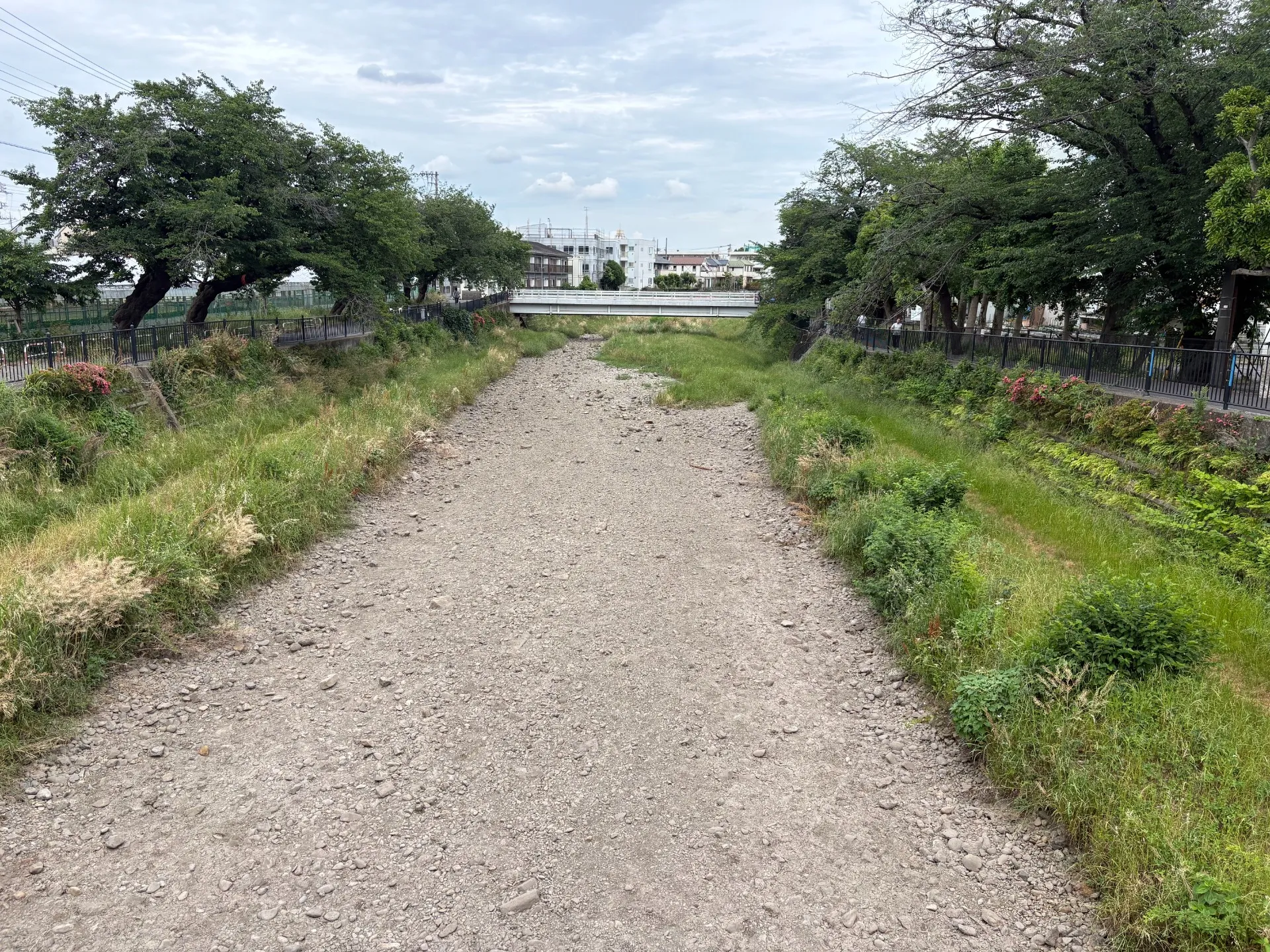 今日は台風。野川は「瀬切れ」→激流
